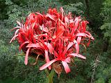 Gymea lily Doryanthes excelsa_2 